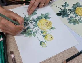 보태니컬아트는 색연필로 섬세하게 
꽃 나무 등을 그리는 식물세밀화입니다

장미를 그리신 수강생분~

매주 금요일 
오전 10시 ~오후9시 사이 
개인지도 수시등록 받습니다

문의 02-737-0621
www.yeshanc.com